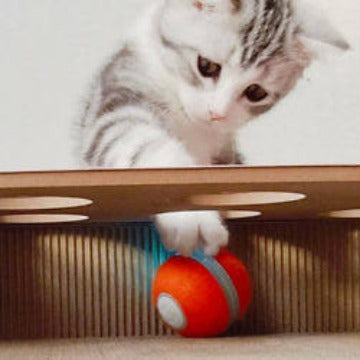 Intelligent cat teasing toy